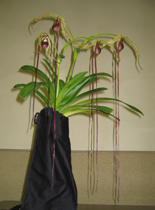 Phragmipedium popowii Uschi